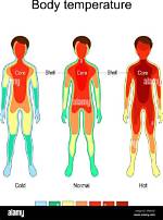 Why Body Temperature Increases?
