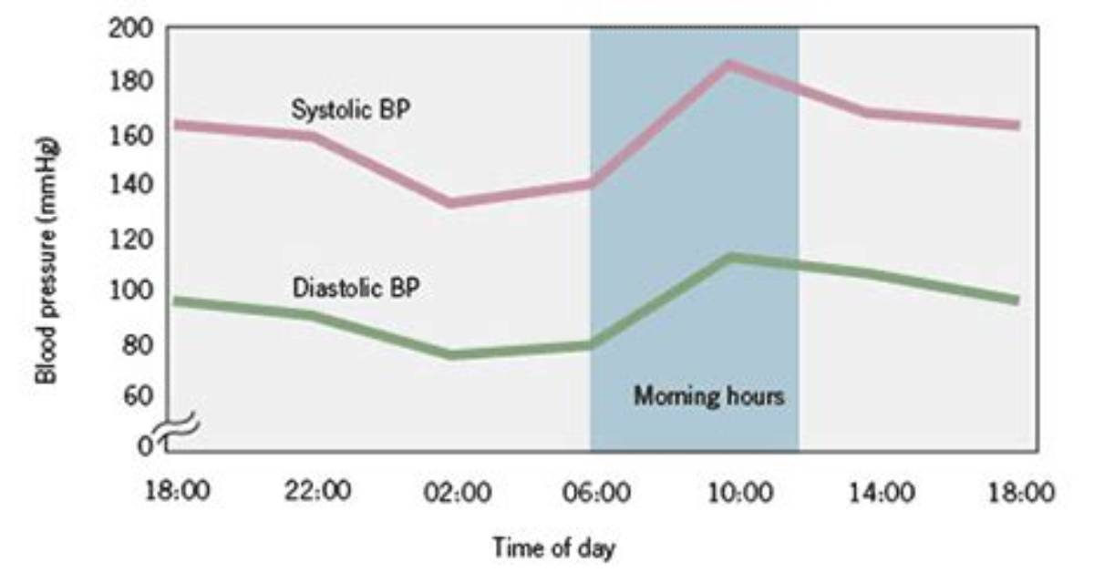 Why Bp Changes Throughout Day?