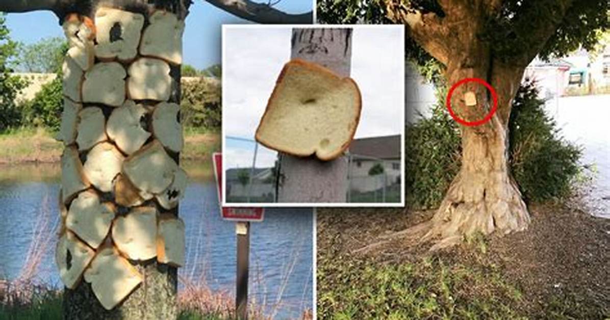 Why Bread Stapled to Trees?