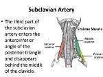 Why Called Subclavian Triangle?