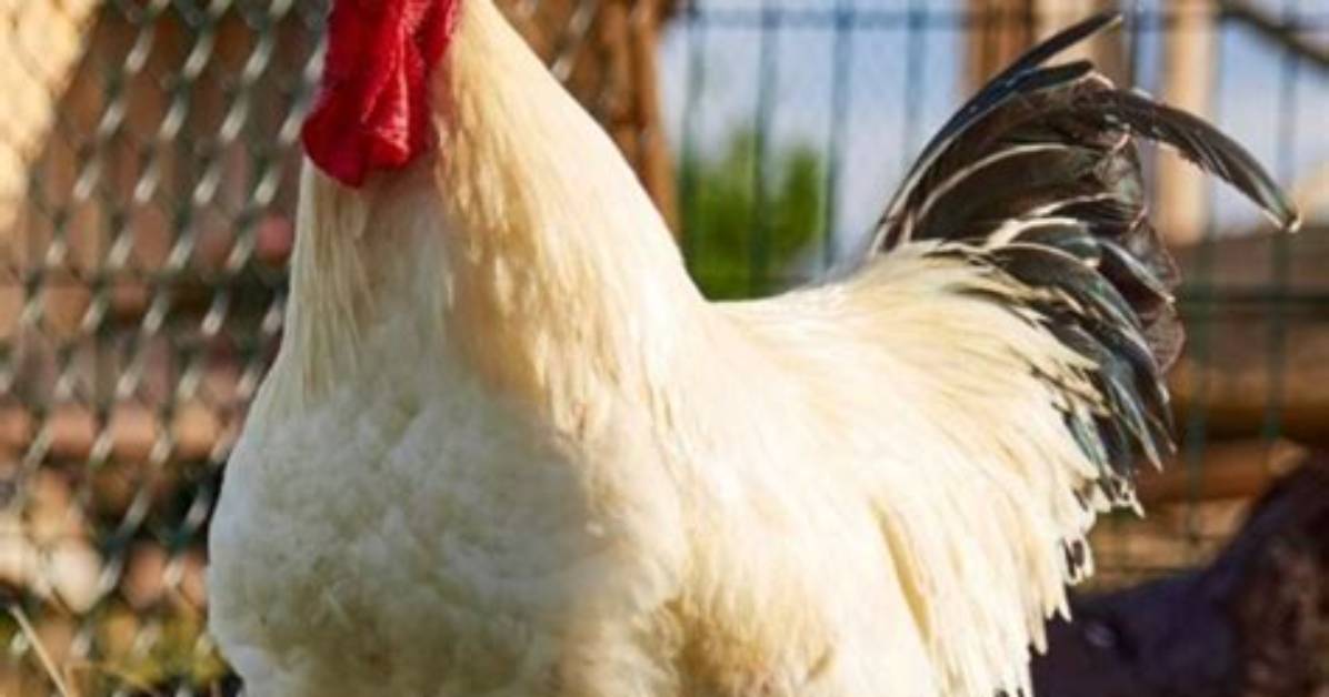 Why Caponize a Rooster?
