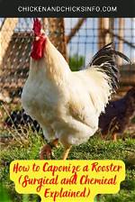 Why Caponize a Rooster?