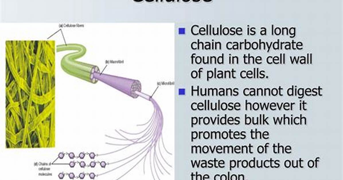 Why Cellulose Cannot Be Digested by Humans?