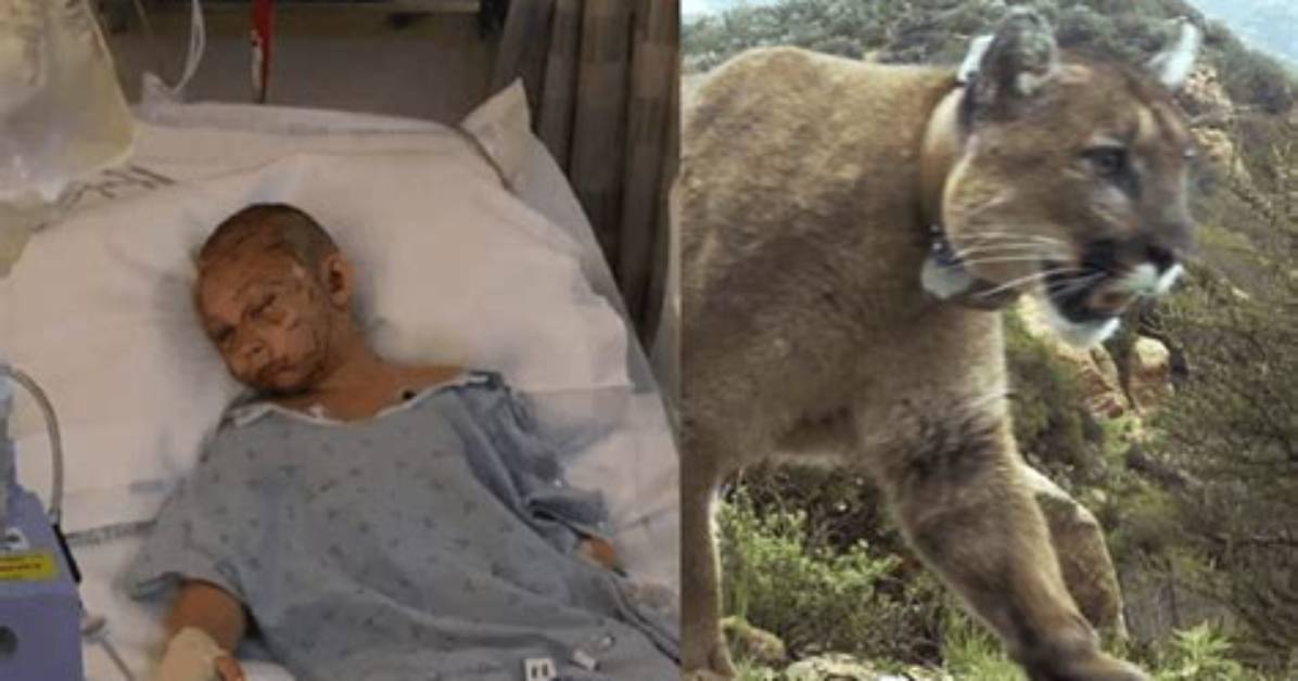 Why Cougars Attack Humans?