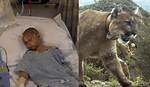 Why Cougars Attack Humans?