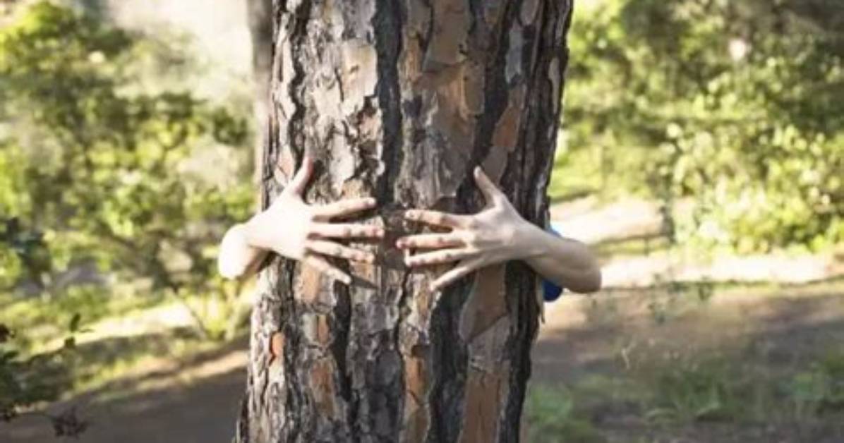 Why Debark a Tree?