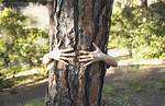 Why Debark a Tree?