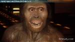 Why Did Australopithecines Go Extinct?