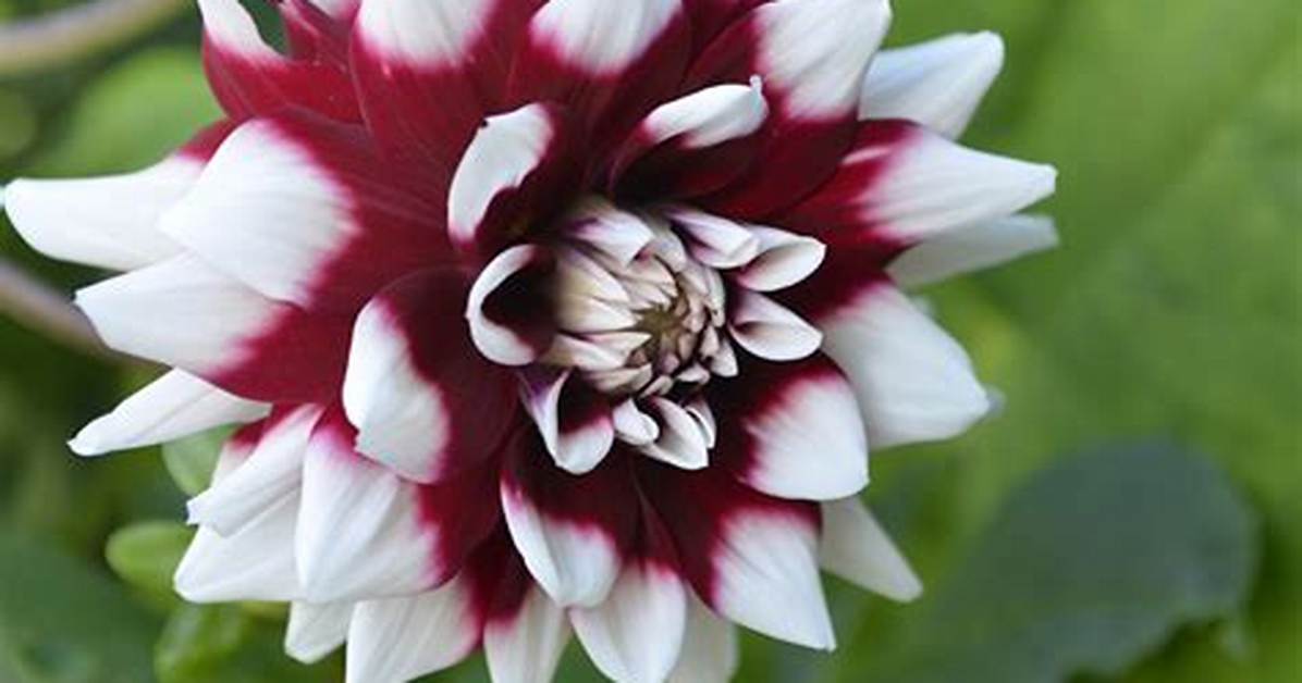 Why Did Blithe Take the Flower?