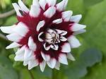 Why Did Blithe Take the Flower?