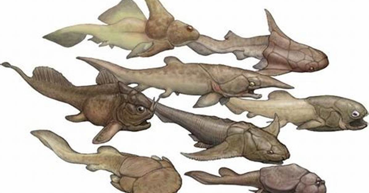 Why Did Placoderms Go Extinct?
