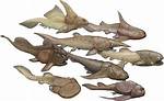 Why Did Placoderms Go Extinct?