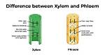Why Difference Between Xylem and Phloem?