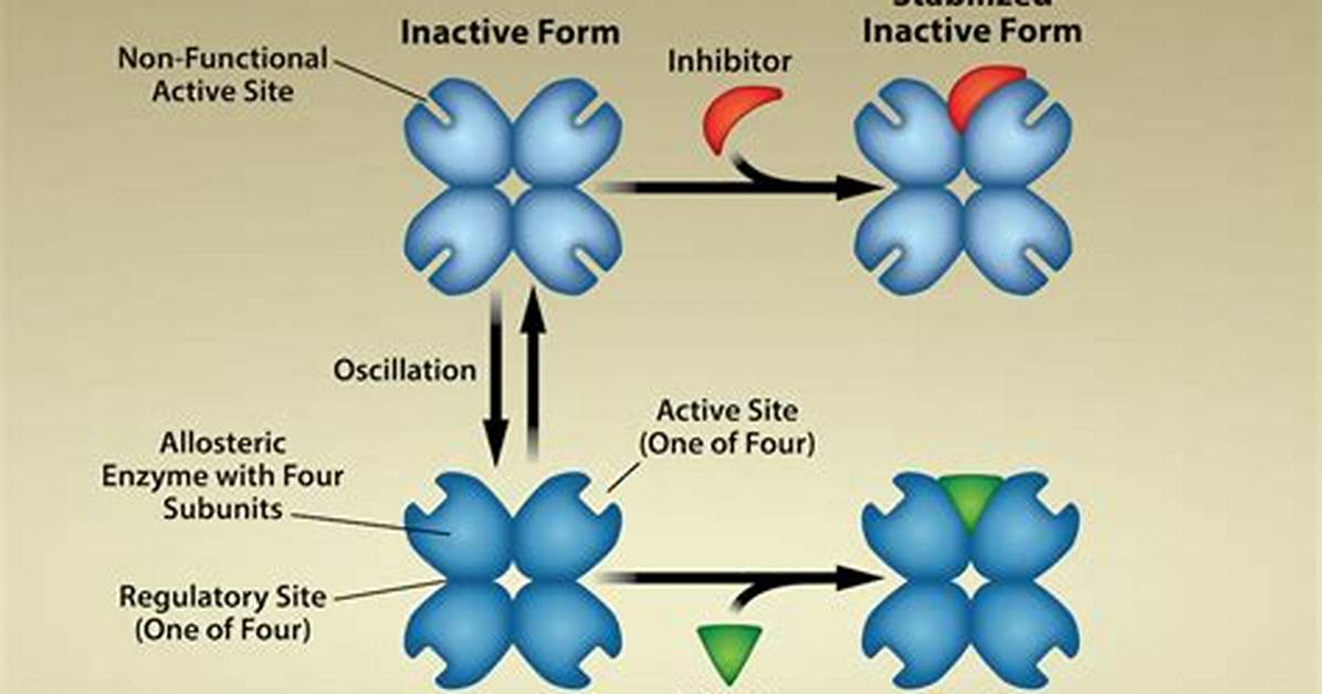 Why Do Activators Affect Enzymes?