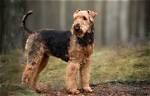 Why Do Airedales Have Beards?