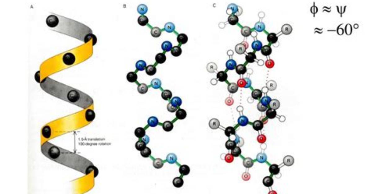Why Do Alpha Helices Form?