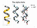 Why Do Alpha Helices Form?