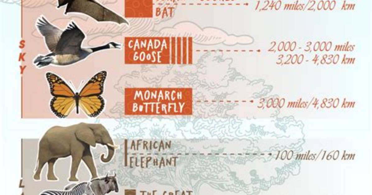 Why Do Animal Migrates?