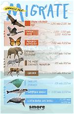 Why Do Animal Migrates?