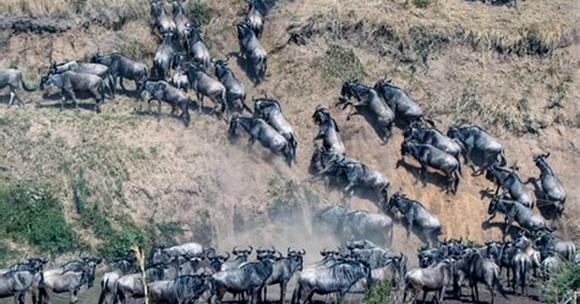 Why Do Animals Migrate