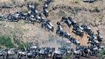 Why Do Animals Migrate