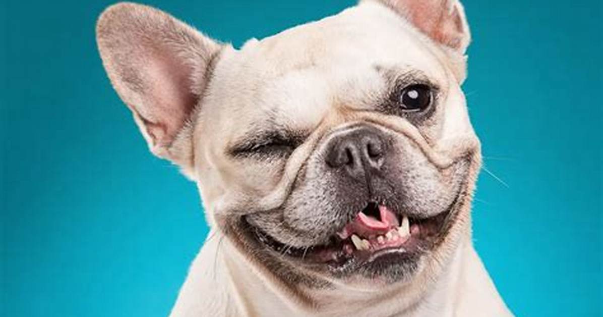 Why Do Animals Wink