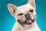 Why Do Animals Wink