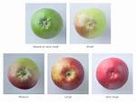 Why Do Apples Turn Red