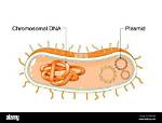Why Do Bacteria Need Dna