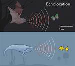 Why Do Bats Echolocate?