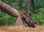 Why Do Beavers Cut Trees?