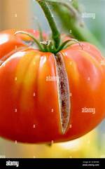 Why Do Beefsteak Tomatoes Crack?