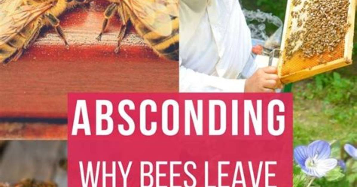 Why Do Bees Absconding?