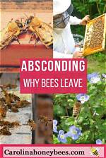 Why Do Bees Absconding?