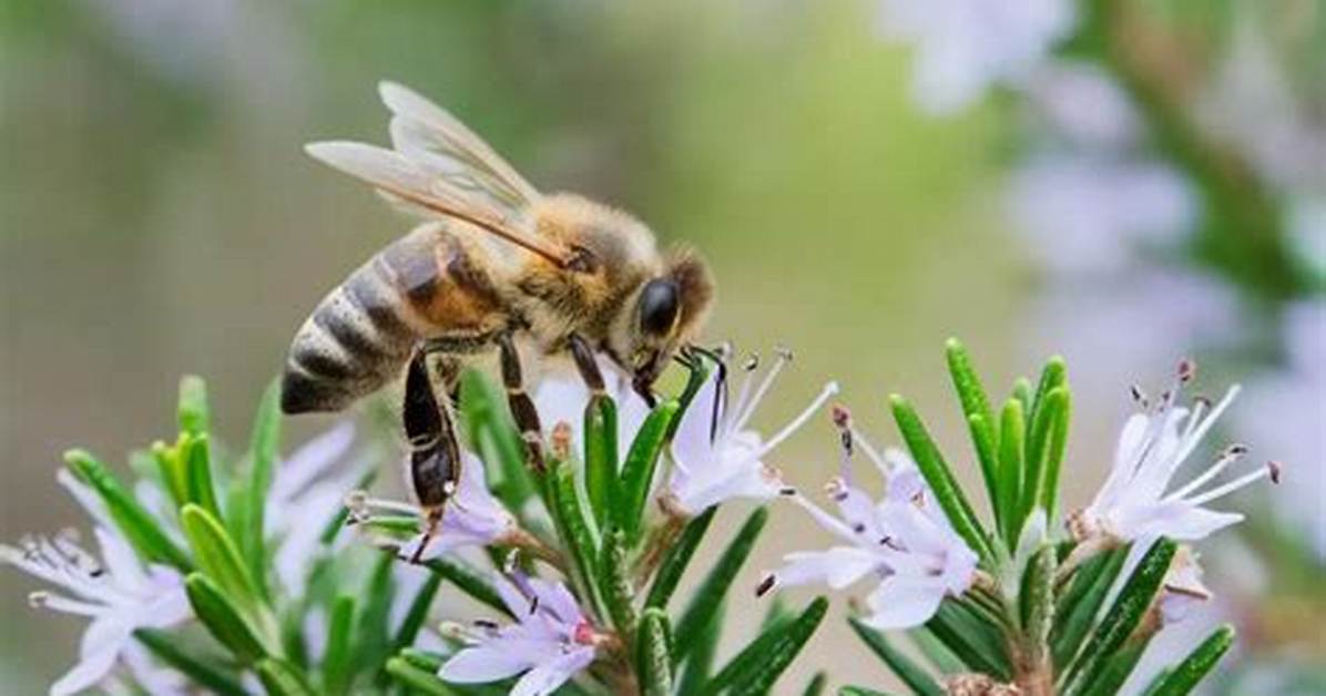 Why Do Bees Foraging?