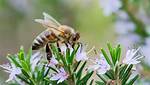 Why Do Bees Foraging?