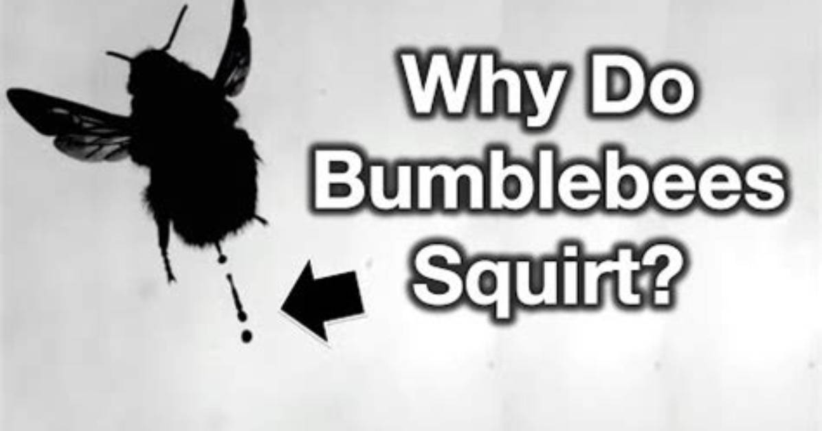 Why Do Bees Squirt Liquid?