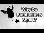 Why Do Bees Squirt Liquid?