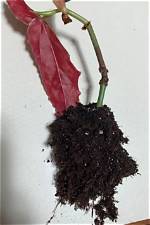 Why Do Begonias Rot?