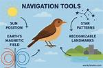 Why Do Birds Navigate?