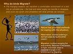 Why Do Birds Rouse