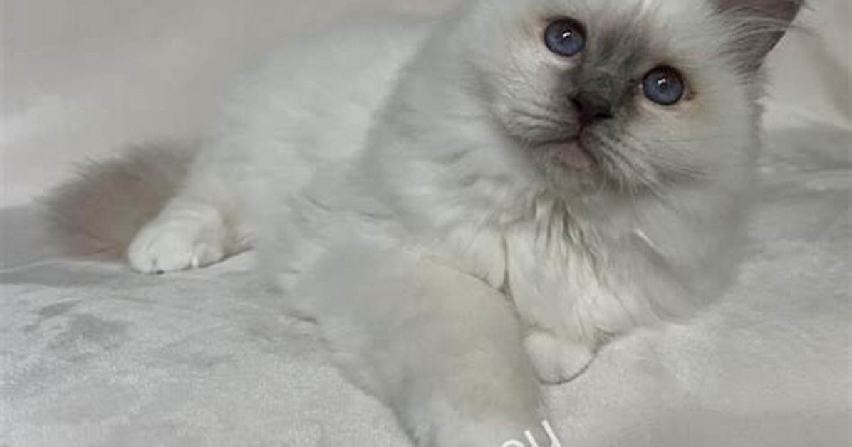 Why Do Birmans Bite?