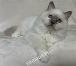 Why Do Birmans Bite?
