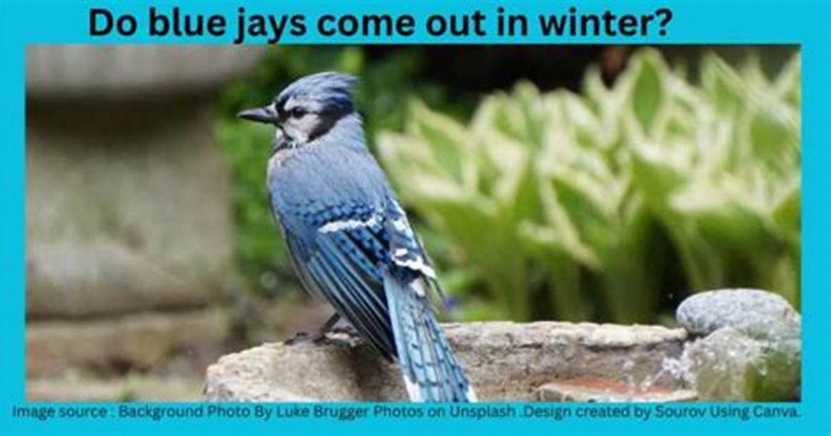 Why Do Blue Jays Squawk?