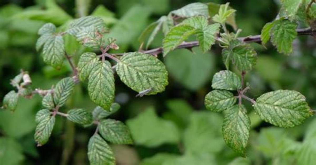 Why Do Brambles Have Thorns?