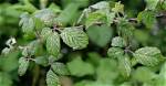 Why Do Brambles Have Thorns?