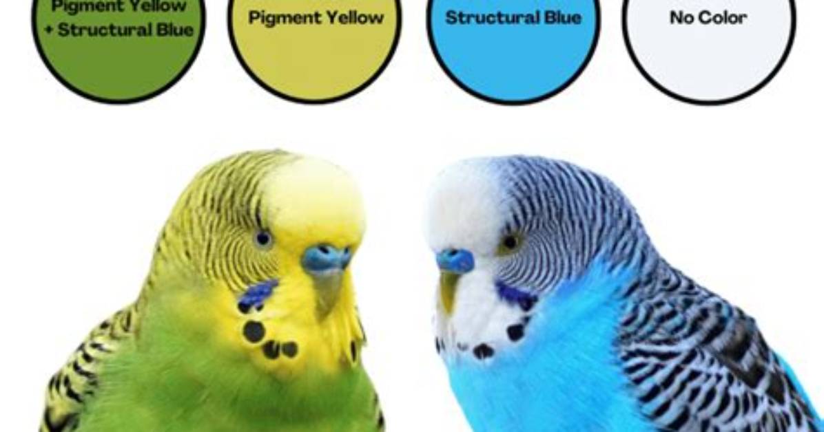 Why Do Budgies Squawk?