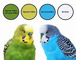 Why Do Budgies Squawk?