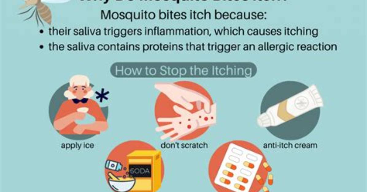 Why Do Bug Bites Continue to Itch?