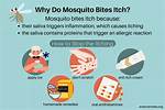 Why Do Bug Bites Continue to Itch?